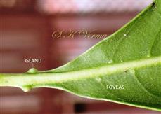  Leaf with 2 conspicuous glands and foveas